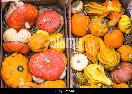 Große Vielfalt der Kürbisse in verschiedenen Formen auf Verkauf an den Campo de' Fiori, Rom, Italien. Stockfoto