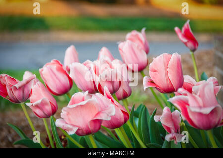 Rosa Tulpen in voller Blüte. Stockfoto