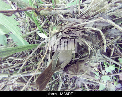 Luscinia luscinia. Das Nest der Soor Nachtigall in der Natur. Russland, das astrakhan Region (Ryazanskaya Oblast), der Pronsky Bezirk. Stockfoto