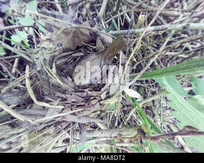 Luscinia luscinia. Das Nest der Soor Nachtigall in der Natur. Russland, das astrakhan Region (Ryazanskaya Oblast), der Pronsky Bezirk. Stockfoto