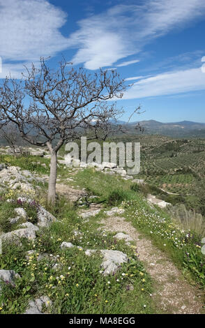 Baum in der Nähe von Ruinen der antiken Akropolis in Mykene und schönen Blick auf Argolide Tal im Frühling. Stockfoto