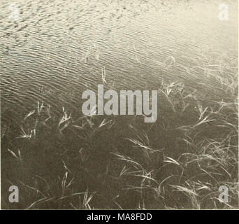 . Ökologische Untersuchungen der Tundra biome in der Prudhoe Bay, Alaska. Tabelle 4 Korrespondenz der Bodenarten in der IBP-Studie erkannt (Everett, in diesem Band) und die Gegenwart veg-etation Arten in Prudhoe Bay. Die häufigsten Veg-etation entspricht einem Bodentyp ist unterstrichen. Bodenart Vegetationstyp (Everett, (Webber und Walker, in diesem Band) dieses Berichts) Name und Nummer Anzahl 1. Pergelic Cryoboroll 1 und 10 2. Pergelic Cryaquoll 1, 2, 3, und 9 3. Pergelic cryaquept 2, 3, und 4 4. hiistic Pergelic Cryaquoll (stehendes Wasser) 4,5 7. Pergelic Cryaquept 8 Typ 6 veget Stockfoto