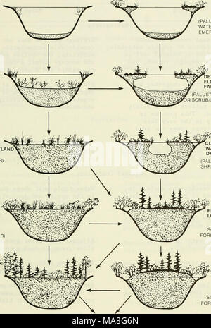 . Eine ökologische Charakterisierung von Küstenmaine (nördlich und östlich von Cape Elizabeth). Einleitung von schwimmenden Matte (PALUSTRINE OPEN WATER; PALUSTRINE EMERGENT FEUCHTGEBIET) ENTWICKLUNG VON SCHWIMMENDEN MATTE und doppelten Boden (PALUSTRINE EMERGENT R SCRUB/STRAUCH FEUCHTGEBIET) SCHLIESSEN VON OPEN WATER: Konsoli- dierung von MAT (PALUSTRINE SCRUB/STRAUCH FEUCHTGEBIET) gefüllten Waschbecken oder LOWMOOR BOG (PALUSTRINE SCRUB/Strauch oder bewaldete Feuchtgebiete) ANGEHOBEN ODER GEWÖLBTEN BOG (PALUSTINE SCRUB/Strauch oder bewaldete Feuchtgebiete) HOCHLAND WALD Abbildung 8-3. Zwei Muster der palustrine Nachfolge in Küstenmaine (von Wetzel 1975 und Dansereau und Se angepasst Stockfoto