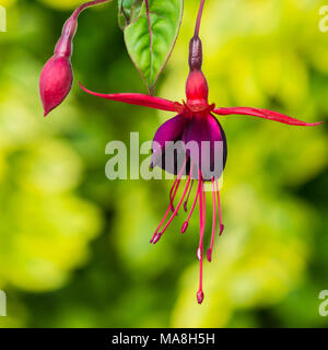 Eine Makroaufnahme einer rot und lila fuchsia blühen. Stockfoto