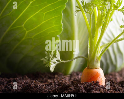 Karotte Gemüse wächst im Garten in der Erde organische Hintergrund closeup Stockfoto