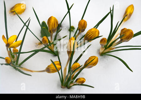 Gelbe Blumen Frühling Krokusse Krokusse im Winter Schnee von oben gesehen Stockfoto