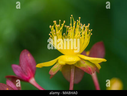 Eine Makroaufnahme der gelbe Blume eines tutsan Bush. Stockfoto