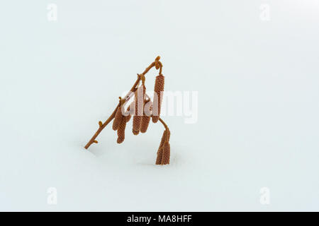 Bush Haselnuss im Winter. Zweige und Blumen hazel Nahaufnahme Makro in der Frost auf weißem Schnee Hintergrund. Das Konzept des Agrobusiness ist die Mutter pla Stockfoto