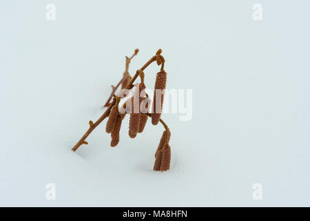 Bush Haselnuss im Winter. Zweige und Blumen hazel Nahaufnahme Makro in der Frost auf weißem Schnee Hintergrund. Das Konzept des Agrobusiness ist die Mutter pla Stockfoto