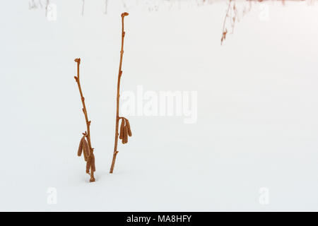 Bush Haselnuss im Winter. Zweige und Blumen hazel Nahaufnahme Makro in der Frost auf weißem Schnee Hintergrund. Das Konzept des Agrobusiness ist die Mutter pla Stockfoto