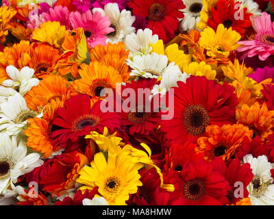 Bunten Strauß von Sommer Zinnien in Hamalaya Sikkim. Stockfoto