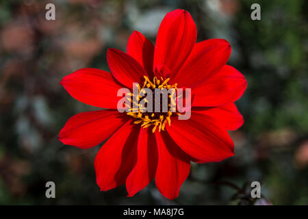 Dahlie Bischof von LLandaff Stockfoto