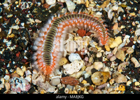 Bärtige (Hermodice carunculata) fireworm in Mar de las Calmas Marine Reserve (El Hierro, Kanarische Inseln, Spanien) Stockfoto