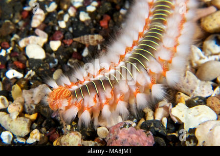 Bärtige (Hermodice carunculata) fireworm in Mar de las Calmas Marine Reserve (El Hierro, Kanarische Inseln, Spanien) Stockfoto