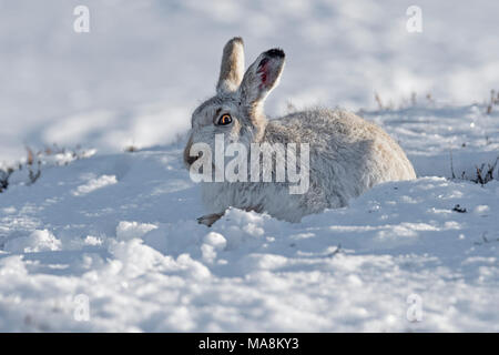 Seite - Profil von Schneehase (Lepus timidus) auf schneebedeckten Hügel in den schottischen Highlands, März 2018 Stockfoto