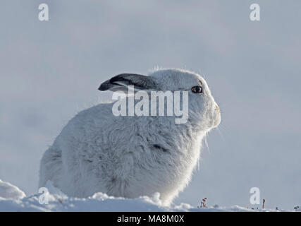 Seite - Profil von Schneehase (Lepus timidus) auf schneebedeckten Hügel in den schottischen Highlands, März 2018 Stockfoto