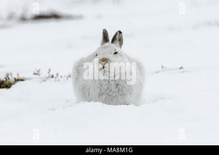 Schneehase (Lepus timidus) gebückt auf schneebedeckten Hügel in den schottischen Highlands, März 2018 Stockfoto