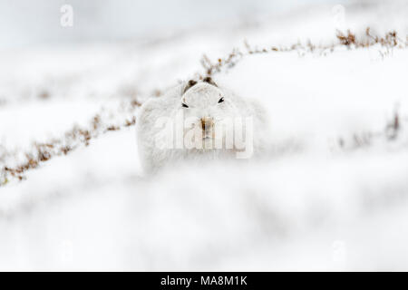 Schneehase (Lepus timidus) gebückt auf schneebedeckten Hügel in den schottischen Highlands, März 2018 Stockfoto