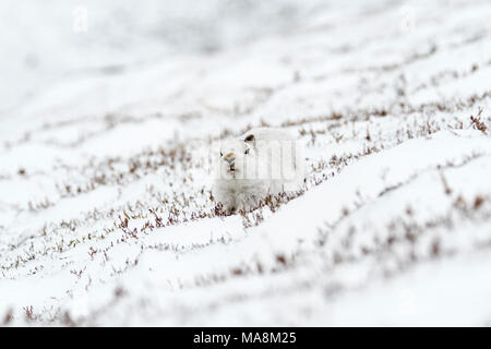 Schneehase (Lepus timidus) auf schneebedeckten Hügel in den schottischen Highlands, März 2018 Stockfoto