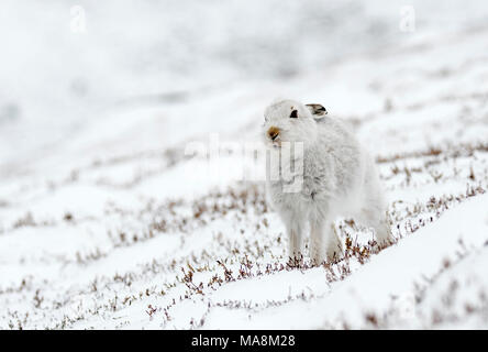 Schneehase (Lepus timidus) Stretching auf Schnee Hügel in die schottischen Highlands, März 2018 Stockfoto