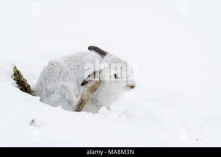Schneehase (Lepus timidus) Grooming auf schneebedeckten Hügel in den schottischen Highlands, März 2018 Stockfoto