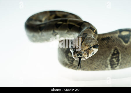 Kolumbianische Boa. Tropical braun Constrictor. Snake Skin mit gelben und schwarzen Flecken auf einem weißen Hintergrund Stockfoto