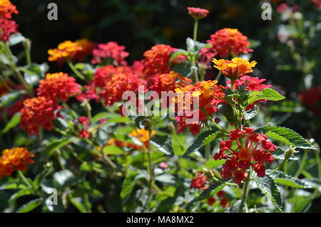 Nahaufnahme einer Bicolor Lantana camara Bush, Natur, Sizilien Stockfoto