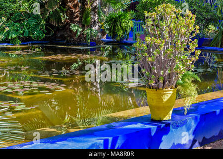 Marokko Jardin Majorelle Garten REFLEXIONEN IN EINEM POOL MIT GELBEN TOPF UND ANLAGE AUF EINER BLAUEN WAND Stockfoto