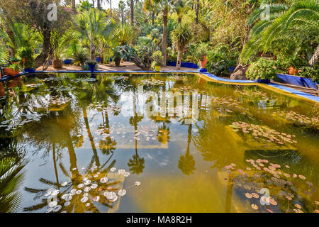 Marokko Jardin Majorelle Garten DER GROSSE POOL REFLEXIONEN mit SEEROSEN, umgeben von Palmen und einer Vielzahl von Kakteen Stockfoto