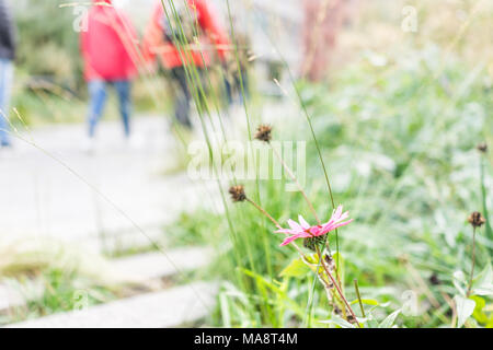 Chelsea West Side von Hudson Yards, High Line Highline städtische moderne Park Garden in New York City NYC, einer gepflegten rosa lila Echinacea Blume, Peop Stockfoto