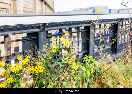 Moderne New York City NYC im Chelsea West Side von Hudson Yards, mit High Line Highline städtische moderne Park Garden, gelb angelegten Daisy Flowers Stockfoto