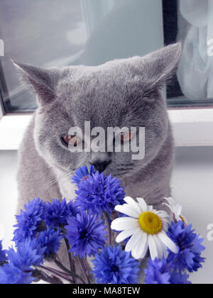 Grau Britisch Kurzhaar Katze schnuppert einen Strauß Wildblumen Stockfoto