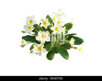 Primula vulgaris oder Primrose hellgelben Blüten isoliert auf weißem Stockfoto