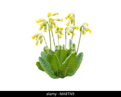 Schlüsselblume Primula Veris oder gelben Frühlingsblumen isoliert auf weißem Stockfoto