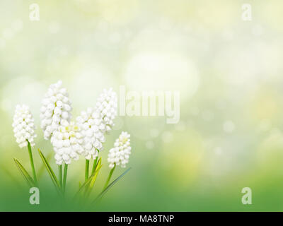 Muscari oder Traubenhyazinthen weiße Blumen auf der Feder verschwommen Garten Hintergrund Stockfoto