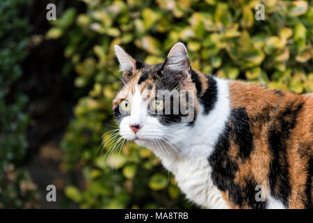 Closeup Portrait von Calico Katze draußen grünen Garten Gesicht Porträt von Büschen, neugierigen Augen auf der Veranda, Front oder Hinterhof oder Haus Stockfoto