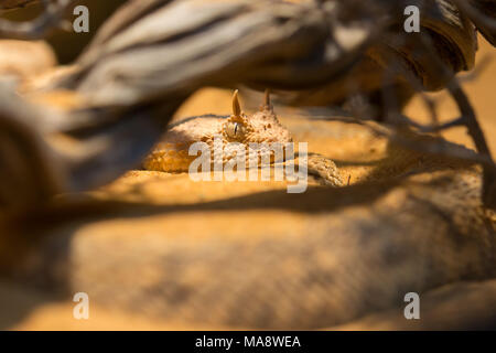 Wüste horned Viper ist eine giftige Viper die Tierarten, die Wüsten Nordafrikas und Teilen des Nahen Ostens. Stockfoto