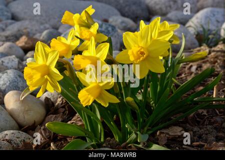 Tete-a-Tete Narzissen in voller Blüte. Stockfoto