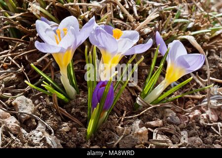 Drei Arten crocus in voller Blüte mit einem in der Knospe. Stockfoto