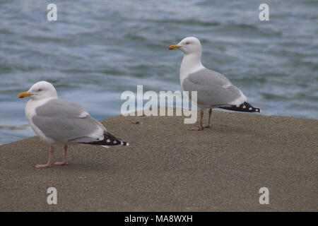 Larus argentatus, Silbermöwe bei erwachsenen Gefieder steht am Ende einer Anlegestelle. Stockfoto