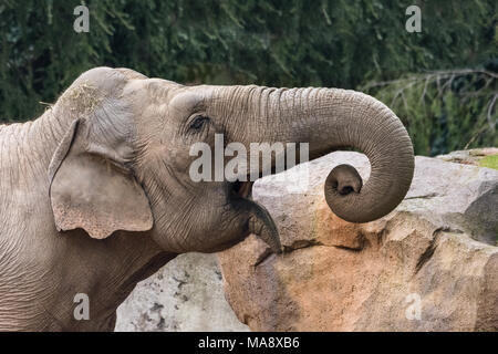 Im Afrikanischen Busch Elefant (Loxodonta africana), auch als der Afrikanischen Savanne Elefanten bekannt, ist die größere der beiden Arten der Afrikanischen Elefanten und Stockfoto