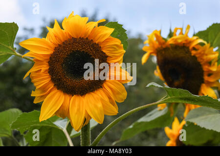 Paar Sonnenblumen in Englischer Country Garden Stockfoto