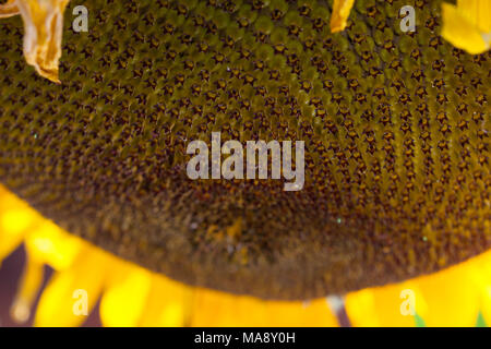 Die Sonnenblume enorme Kopf Stockfoto