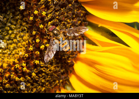 Fruchtfliege auf Sonnenblume - close up Stockfoto