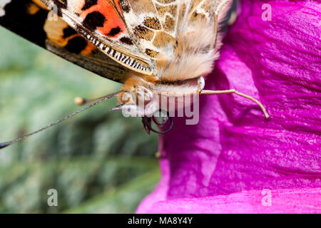 Der Schmetterling auf der Suche nach Pollen mit erweiterter Rüssel Stockfoto