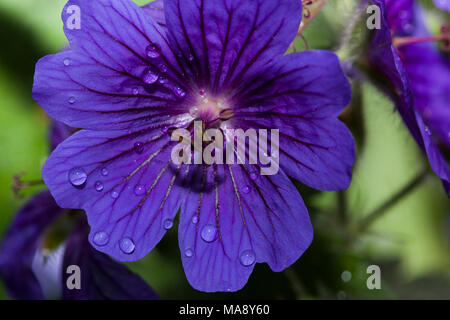 Nahaufnahme Detail von Geranium in Englischer Country Garden nach dem Regen Stockfoto