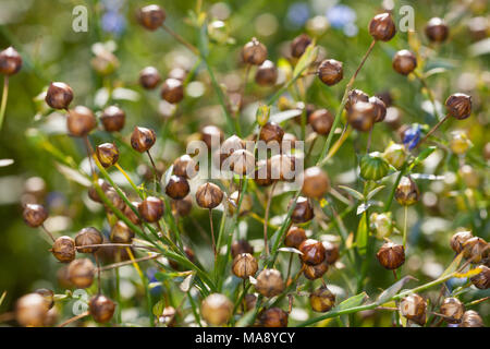 "Raisa" Gemeinsame Flachs, Spånadslin (Linum usitatissimum) Stockfoto