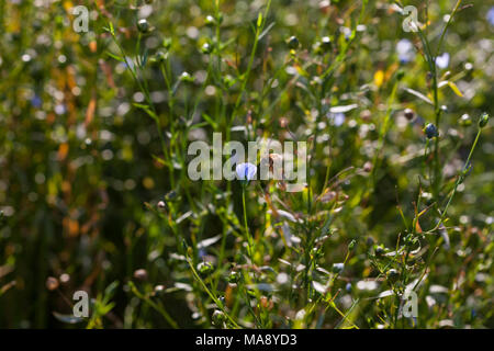 "Raisa" Gemeinsame Flachs, Spånadslin (Linum usitatissimum) Stockfoto