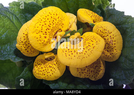 Lady's Geldbörse, Calceolaria herbeohybrida Toffelblomma (x) Stockfoto