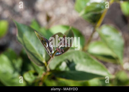 Schwarz Schwalbe - Johanniskraut, Purpurtulkört (Vincetoxicum nigrum) Stockfoto